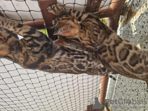 Additional photos: bengal kittens