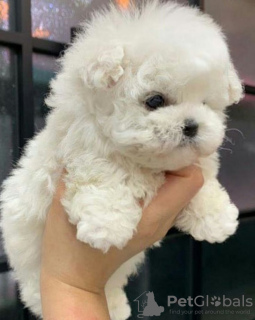 Photo №2 to announcement № 130804 for the sale of maltese dog - buy in Canada 