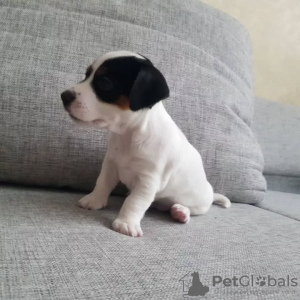 Photo №2 to announcement № 127628 for the sale of jack russell terrier - buy in Germany 