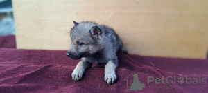 Additional photos: Czechoslovakian Wolfdog puppies