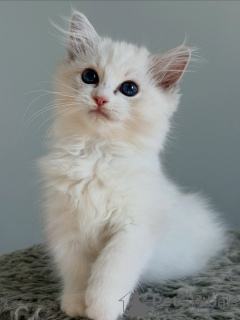 Photo №1. ragdoll - for sale in the city of Groningen | negotiated | Announcement № 174898