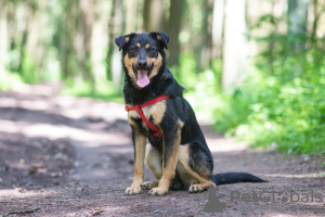 Photo №2 to announcement № 21677 for the sale of non-pedigree dogs - buy in Poland from the shelter