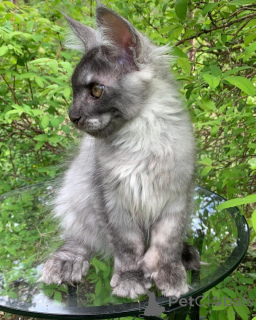 Photo №1. maine coon - for sale in the city of Leudlange | negotiated | Announcement № 156245