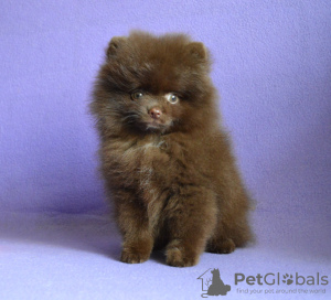 Photo №1. german spitz - for sale in the city of Miass | 877$ | Announcement № 13736