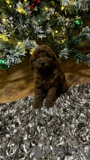 Additional photos: poodle puppies