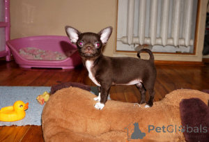 Photo №2 to announcement № 164180 for the sale of chihuahua - buy in Belarus from nursery