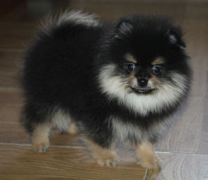 Photo №1. pomeranian - for sale in the city of Москва | 445$ | Announcement № 5850