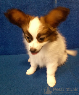 Additional photos: papillon boy