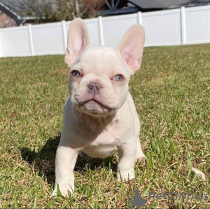 Photo №2 to announcement № 118274 for the sale of french bulldog - buy in Germany private announcement