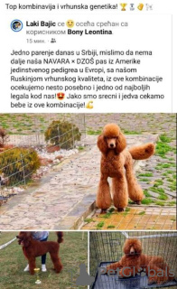 Photo №2 to announcement № 103500 for the sale of poodle (royal) - buy in Serbia 