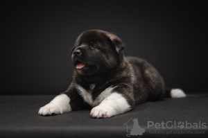Photo №3. American Akita puppies for sale. Russian Federation