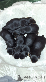 Photo №1. beaver yorkshire terrier, yorkshire terrier - for sale in the city of Pärnu | 565$ | Announcement № 139031