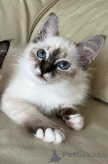 Photo №3. Sacred Burmese kitten available. Finland