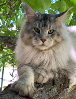 Photo №2 to announcement № 27800 for the sale of maine coon - buy in Uzbekistan from nursery