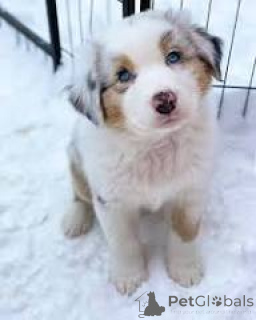 Photo №1. australian shepherd - for sale in the city of Marseilles | 723$ | Announcement № 166316