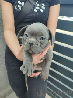 Additional photos: french bulldog puppies for sale