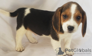 Photo №1. beagle - for sale in the city of Гаага | Is free | Announcement № 123929