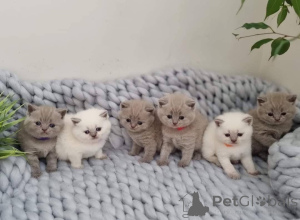 Photo №1. british shorthair - for sale in the city of Coovol | negotiated | Announcement № 162060