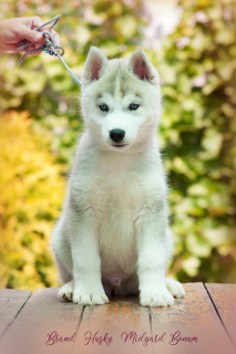 Photo №2 to announcement № 2596 for the sale of siberian husky - buy in Russian Federation from nursery