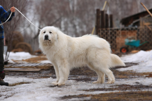 Photo №2 to announcement № 3893 for the sale of great pyrenees - buy in Russian Federation private announcement