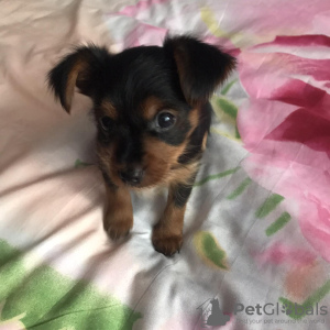 Photo №1. yorkshire terrier - for sale in the city of Borisov | 176$ | Announcement № 12100