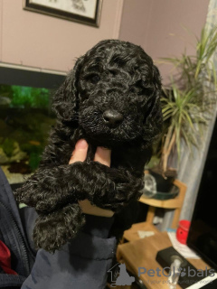 Photo №2 to announcement № 63499 for the sale of poodle (toy) - buy in Bosnia and Herzegovina private announcement