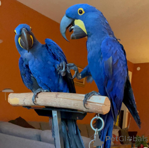 Photo №1.  - for sale in the city of Frankfurt | Is free | Announcement № 161915