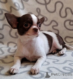 Photo №2 to announcement № 155520 for the sale of chihuahua - buy in Germany from the shelter, breeder