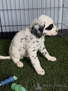 Photo №3. Healthy Dalmatian Puppies Available for Loving Homes. Germany