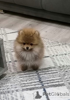 Photo №1. pomeranian - for sale in the city of Zemun | 471$ | Announcement № 144857