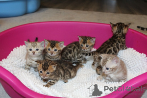 Photo №4. I will sell bengal cat in the city of Аугсбург. private announcement, breeder - price - 370$