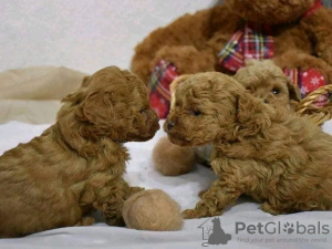 Photo №4. I will sell poodle (toy) in the city of Porto. breeder - price - Is free