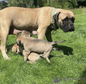 Photo №1. bullmastiff - for sale in the city of Vienna | negotiated | Announcement № 132070