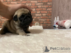 Photo №3. pug puppies. Russian Federation