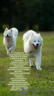 Photo №2 to announcement № 70229 for the sale of samoyed dog - buy in Russian Federation breeder
