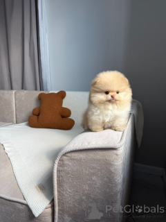 Photo №2 to announcement № 174872 for the sale of pomeranian - buy in France private announcement