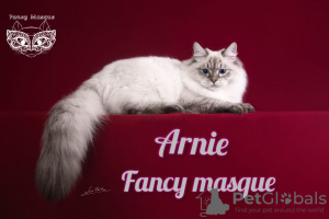 Photo №1. siberian cat - for sale in the city of Москва | negotiated | Announcement № 89481