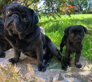 Additional photos: Pug puppies