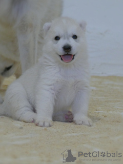 Photo №4. I will sell siberian husky in the city of Belgrade.  - price - negotiated