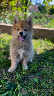 Additional photos: Pomsky BEAUTIFUL puppies