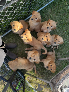 Photo №1. golden retriever - for sale in the city of Stockholm | negotiated | Announcement № 171208