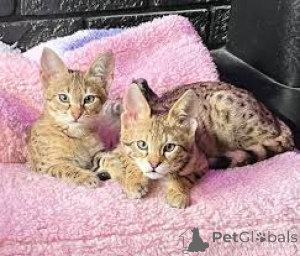 Photo №1. savannah cat - for sale in the city of Helsinki | 516$ | Announcement № 166344