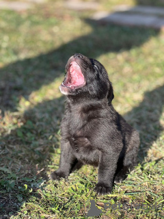 Additional photos: Labrador puppies (mixed breed)