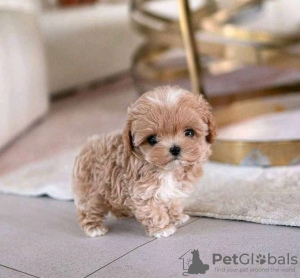 Photo №2 to announcement № 133941 for the sale of poodle (royal) - buy in United States 