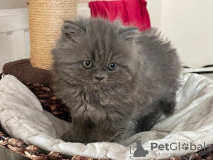 Photo №1. british shorthair - for sale in the city of Darwin | negotiated | Announcement № 9913