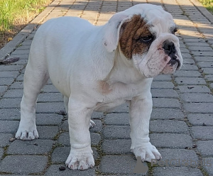 Photo №1. english bulldog - for sale in the city of Gdańsk | negotiated | Announcement № 71259