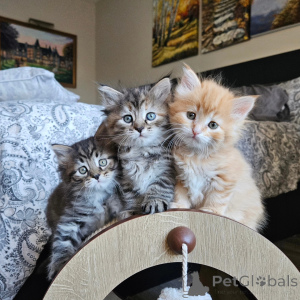 Photo №2 to announcement № 171846 for the sale of siberian cat - buy in France private announcement