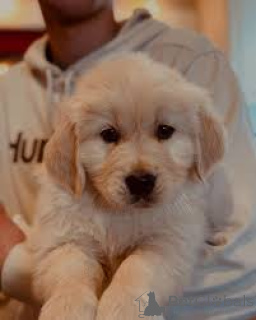 Photo №2 to announcement № 164192 for the sale of golden retriever - buy in United Kingdom private announcement, breeder