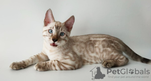 Photo №1. bengal cat - for sale in the city of Borispol | 800$ | Announcement № 12092