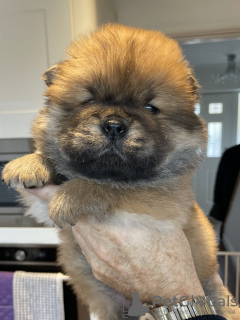 Photo №1. chow chow - for sale in the city of Berlin | 317$ | Announcement № 90336